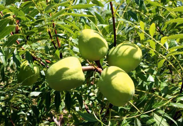 女子變賣家產,砸千萬開發沙漠,因地里寶貝,13年後年入2.7億
