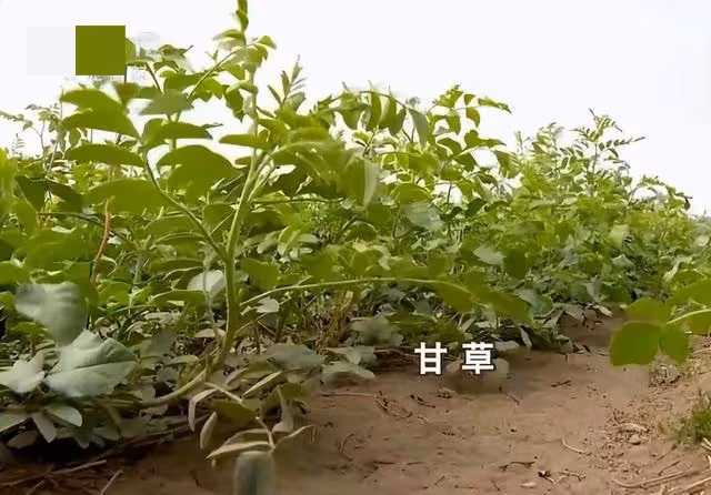 女子變賣家產,砸千萬開發沙漠,因地里寶貝,13年後年入2.7億