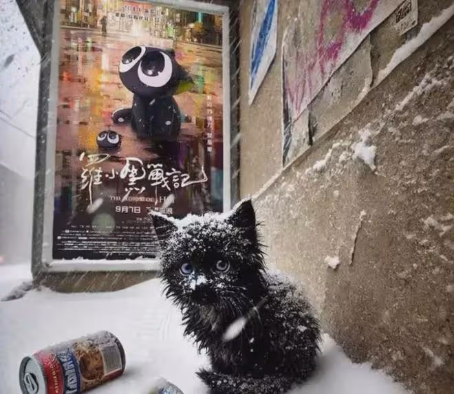 國漫羅小黑戰記作者塌房?自曝棄養原型黑貓,看到評論真繃不住了