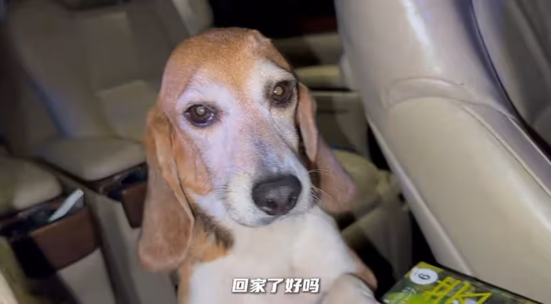 杜江嗯哼阿那亞被偶遇，珍珠狀態好了很多，眼神明亮喜歡親近人了