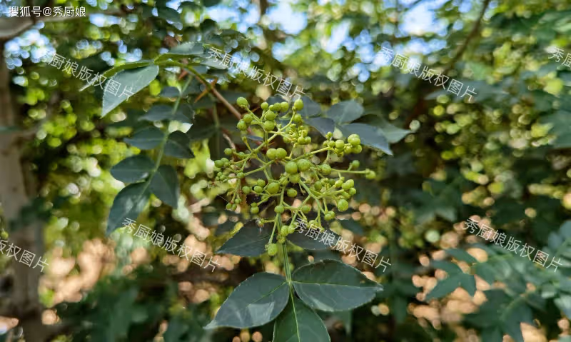 7月這菜抓緊吃,全身是寶,一祛濕、二殺菌、三健脾胃,別錯過了