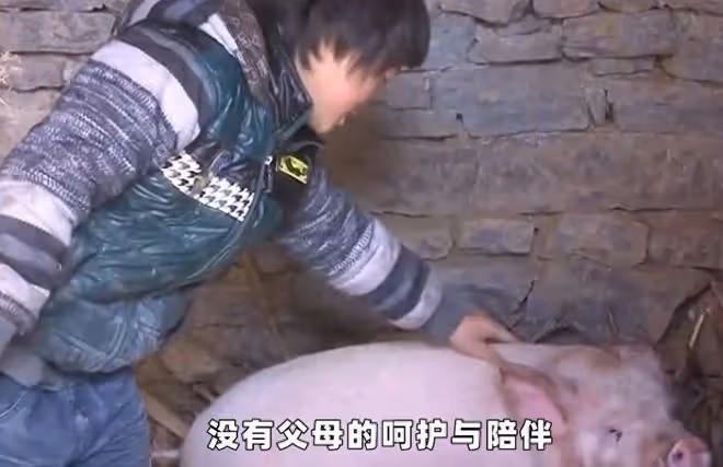 回顧14歲男孩獨守大山6年,只有一頭豬陪伴,每年僅有500元生活費