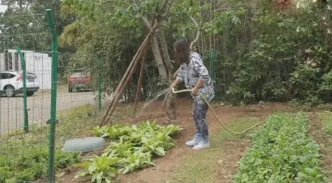 周海媚北京別墅近照曝光,菜地雖變綠但落寞,向日葵花會送到墓地