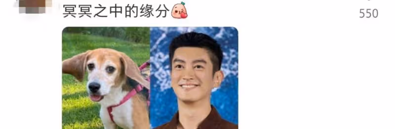 霍思燕帶孩子和七隻狗狗去海邊度假,網友:拉拉真的好二皇子