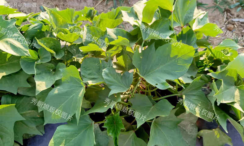 入伏前,遇到這菜別錯過,全身是寶,卻常被「嫌棄」,不吃太可惜