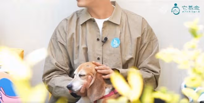 杜江分享珍珠(實驗犬)的日常,稱其服從性極強,網友心疼不已
