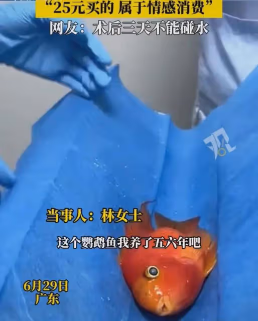 女生花470元帶1條魚去醫院治療:買的時候25元,養了五六年有感情
