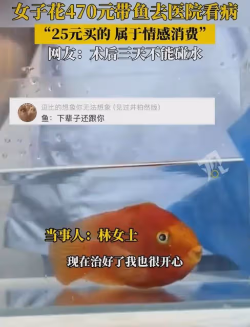 女生花470元帶1條魚去醫院治療:買的時候25元,養了五六年有感情