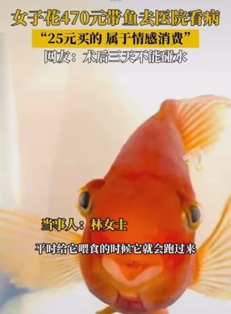 女生花470元帶1條魚去醫院治療:買的時候25元,養了五六年有感情