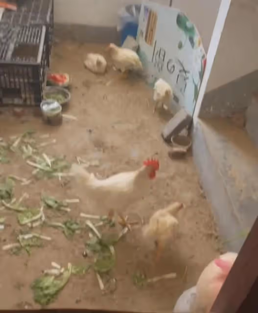 居民把樓道圈住養5隻雞,滿地泥巴菜葉臭氣熏天,再看樓梯好奇葩