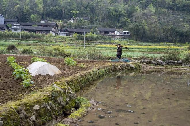 兒媳婦扇了婆婆一耳光,兒子坐在飯桌上喝了一杯酒,躺在地上裝醉