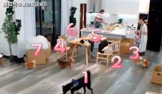 郭碧婷被浪姐隊友背刺划水,向佐發文霸氣護妻,變身寵妻狂魔