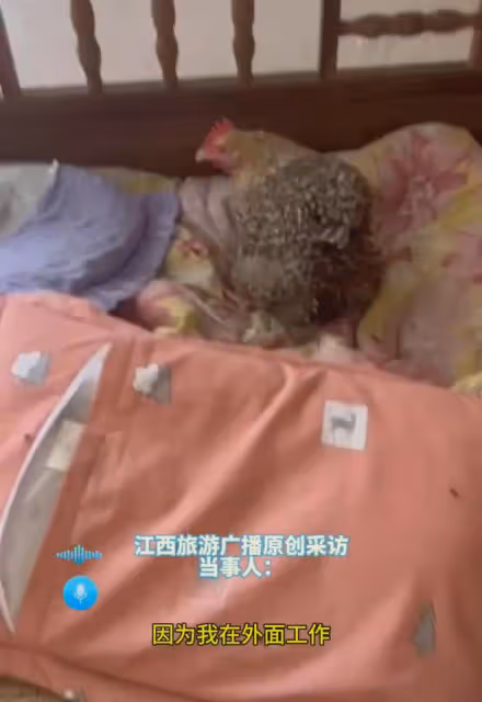 女子去婆家看娃被環境震驚，雞在床上下蛋還沒水，看油里不淡定了