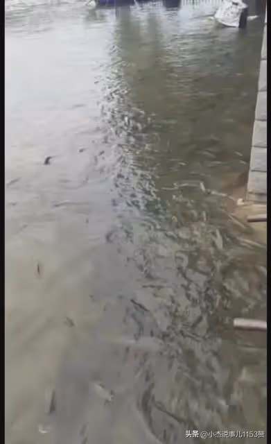 團洲垸水退後大魚成群,網友:原來在下一盤大棋