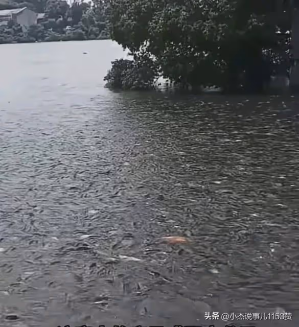 團洲垸水退後大魚成群,網友:原來在下一盤大棋