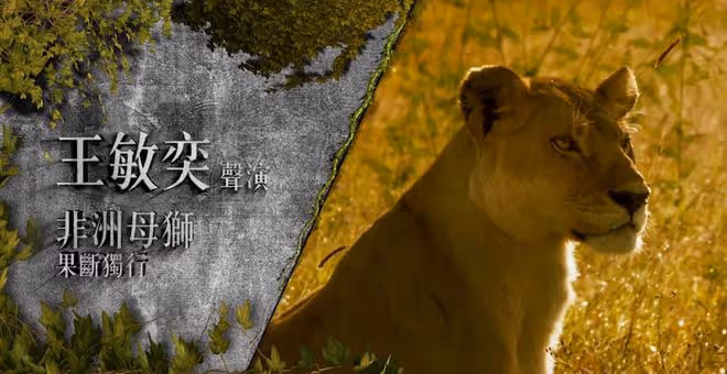 曾志偉兒媳新作下周首播!被問公公沒催生?直言:沒這壓力