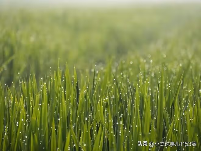 今日正式入伏，老人說「最怕入伏一日雨」下雨有啥預兆？答案來了