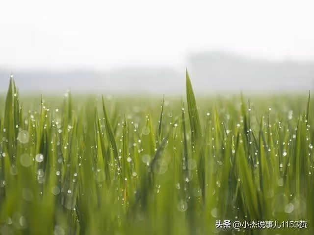 今日正式入伏，老人說「最怕入伏一日雨」下雨有啥預兆？答案來了