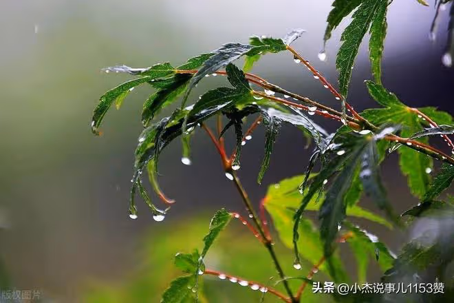 今日正式入伏，老人說「最怕入伏一日雨」下雨有啥預兆？答案來了