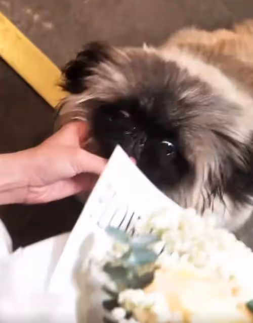 汪小菲老婆曬日常vlog,健身插花像名媛貴婦,穿睡衣拿著香檳飛奔