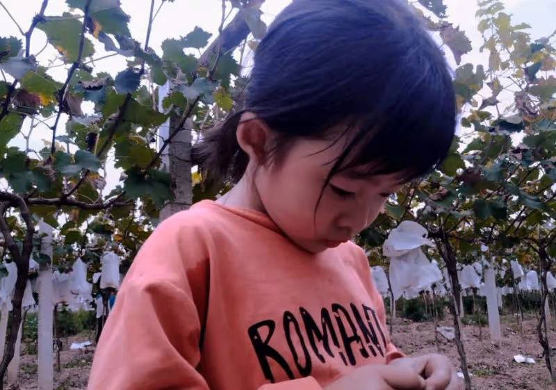 8歲女童暑假「擺攤賣葡萄」無人捧場！哽咽「我沒爸媽…」好心大叔霸氣全包