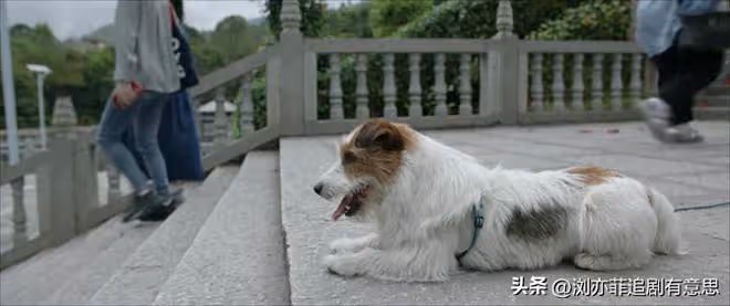 《錯位》直到狗嗅出江娜屍體，己鳴至死不知，動物靈性成破案關鍵