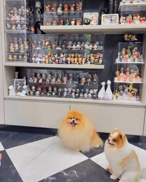 POP MART偶遇LISA一直在拆!媽媽曝光狂粉LISA收藏牆也太實名羨慕