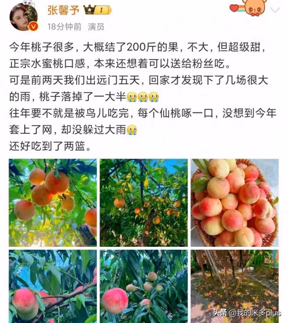 張馨予曬自家桃樹結果200斤!下大雨掉了一地,剩下兩籃又軟又甜