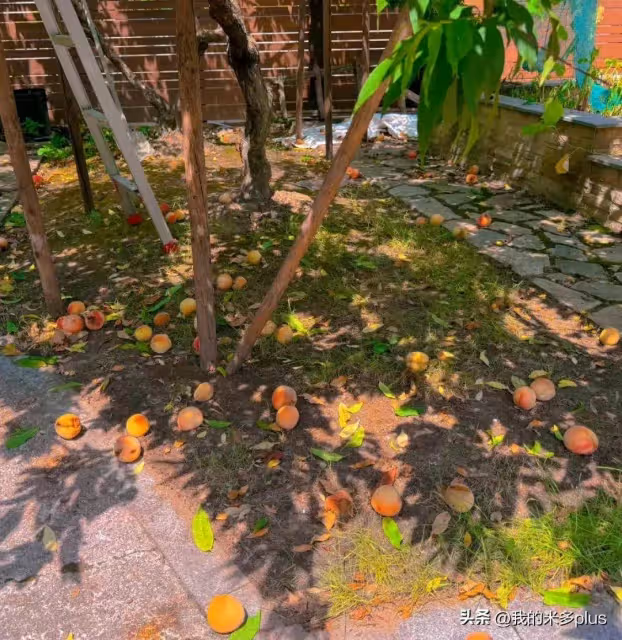 張馨予曬自家桃樹結果200斤!下大雨掉了一地,剩下兩籃又軟又甜
