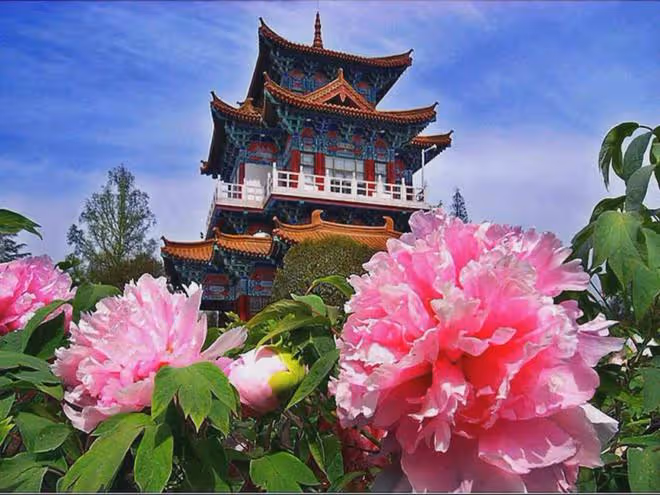 楊紫新劇《國色芳華》來了!唐代大女主傳奇,楊紫還原唐仕女圖