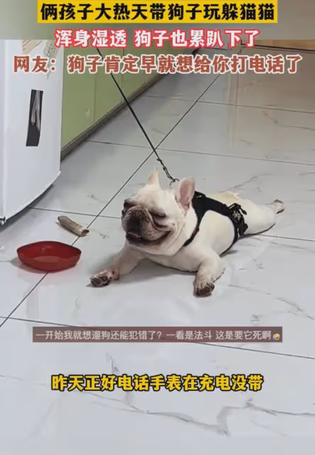笑噴！倆孩子大熱天帶狗子玩躲貓貓，渾身濕透，狗子也累趴下了