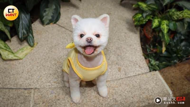 唐玲愛犬患「脫毛症」 哽咽喊話「它丑我也愛它」
