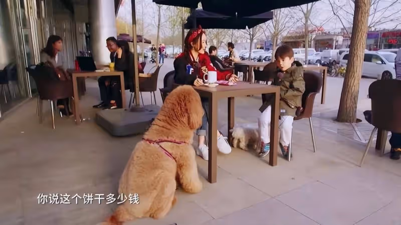 心痛!霍思燕曬9條寵物狗,透露駱駝和Jack已去世,網友紛紛淚目
