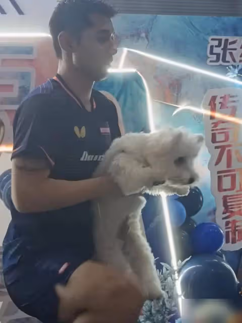 粉絲追星張繼科,直誇張繼科本人超帥,一心搞培訓重回正軌