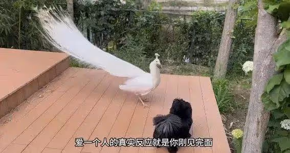 43歲霍思燕曬花園生活照曝光!黑裙豐腴大解放,家裡養孔雀豪宅世外桃源