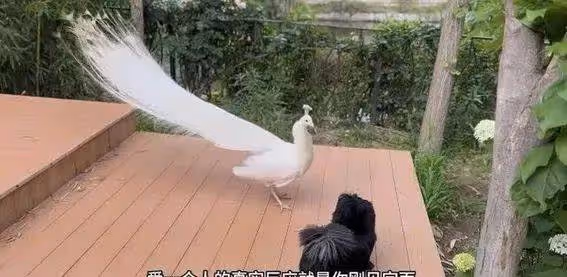 43歲霍思燕曬花園生活照曝光!黑裙豐腴大解放,家裡養孔雀豪宅世外桃源