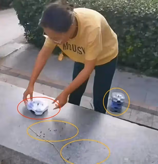 一女子在小區內投放蟑螂,憑一己之力送河北上熱搜,警方直接介入,評論區炸鍋