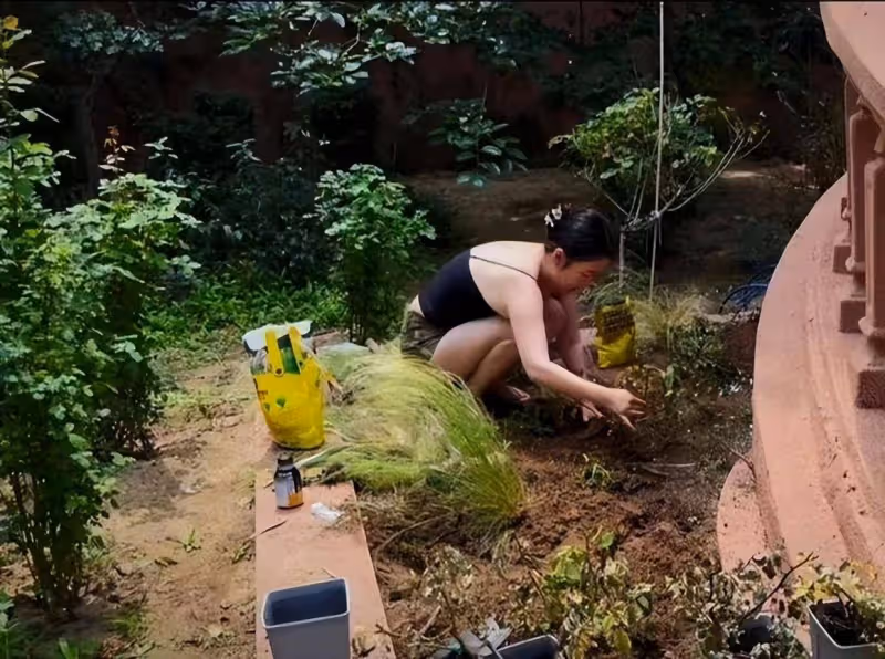 霍思燕的居家Vlog火了:鋤地種花養孔雀,陪小狗玩樂,網友直呼「夢中生活」!