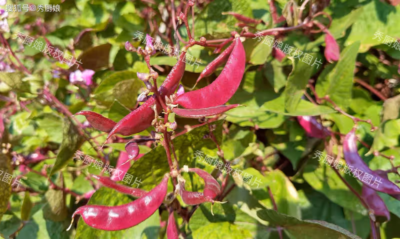 8月使勁吃這菜,一健脾,二祛濕,三護眼,四通便,鮮嫩營養高!