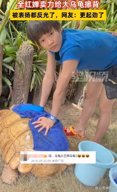 全紅嬋賣力給大烏龜擦背,網友:烏龜女王擦烏龜