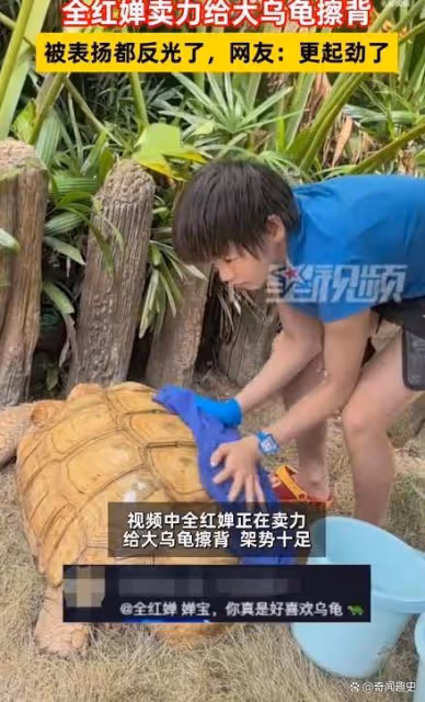 全紅嬋賣力給大烏龜擦背,網友:烏龜女王擦烏龜