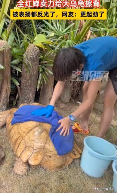 全紅嬋賣力給大烏龜擦背,網友:烏龜女王擦烏龜