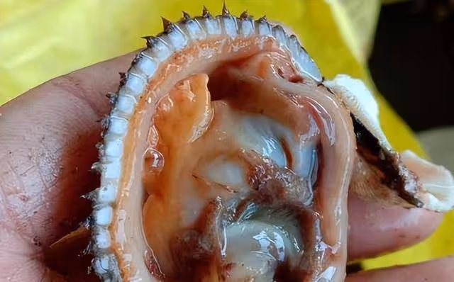 毛蚶，生活在水體底部，世界各地的淡水和鹹水環境中廣泛分布