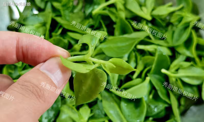 立秋後,薺菜、蒲公英靠邊站!這菜使勁吃,全身是寶,鮮嫩營養高
