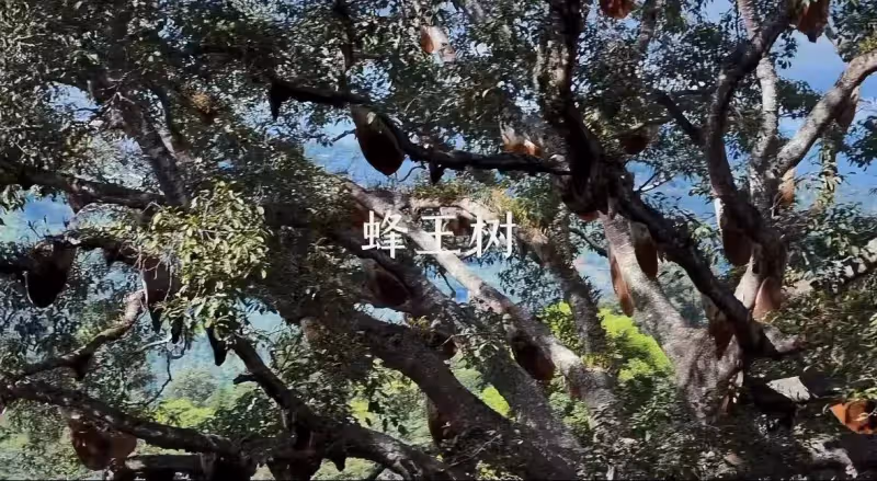 霍思燕杜江景邁山度假,親自製作品嘗咖啡,珠圓玉潤卻自信美麗