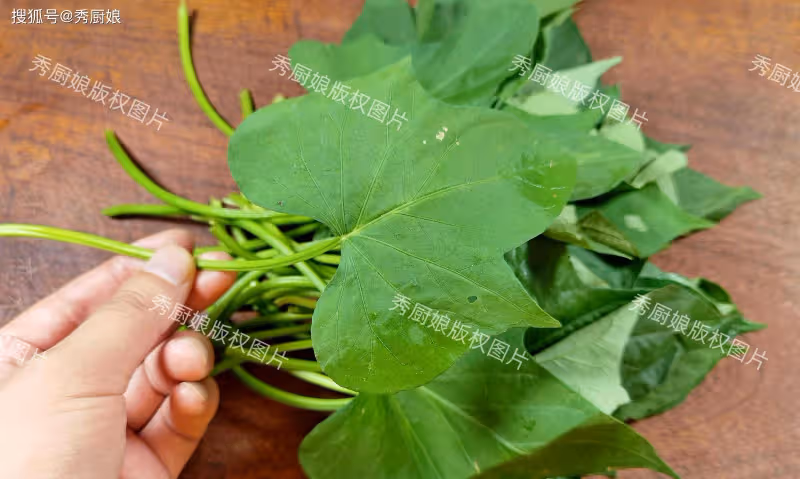 這菜全身是寶,別只吃根莖,葉子才是寶,鮮嫩營養高,包餃子真香