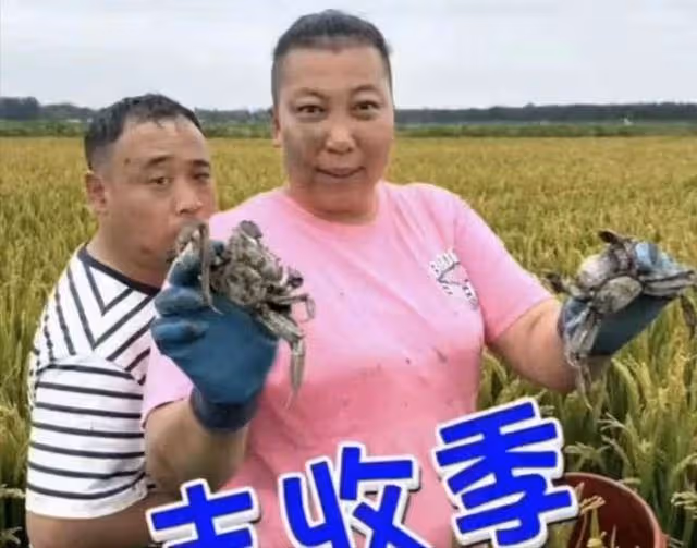 千萬網紅東北雨姐又塌房?白天在稻田抓盤錦蟹疑造假,相關視頻已下架
