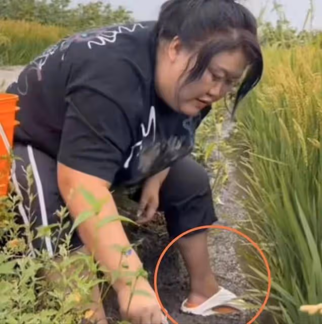 千萬網紅東北雨姐又塌房?白天在稻田抓盤錦蟹疑造假,相關視頻已下架