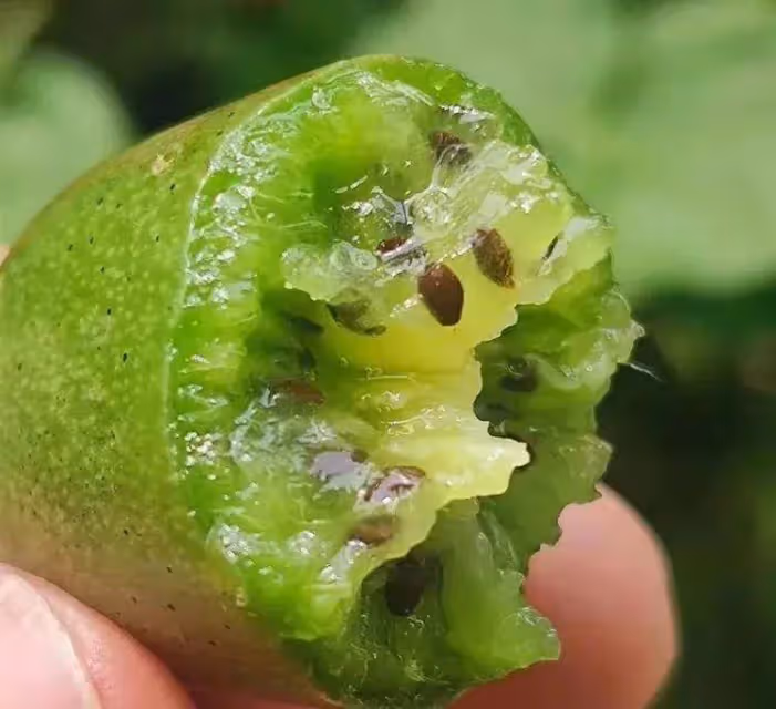 千萬粉絲網紅東北雨姐直播帶貨！在線人氣破10萬，軟棗賣斷貨