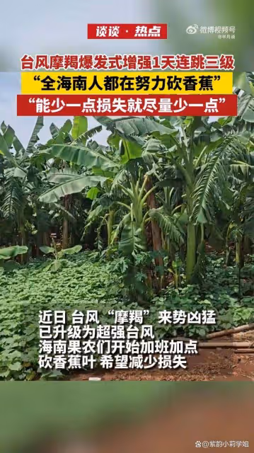 全海南人都在努力砍香蕉葉，網友祈禱：颱風手下留情啊！